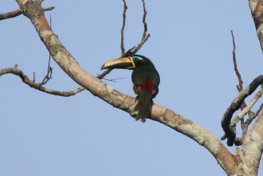 Lettered Aracari - ML109847351