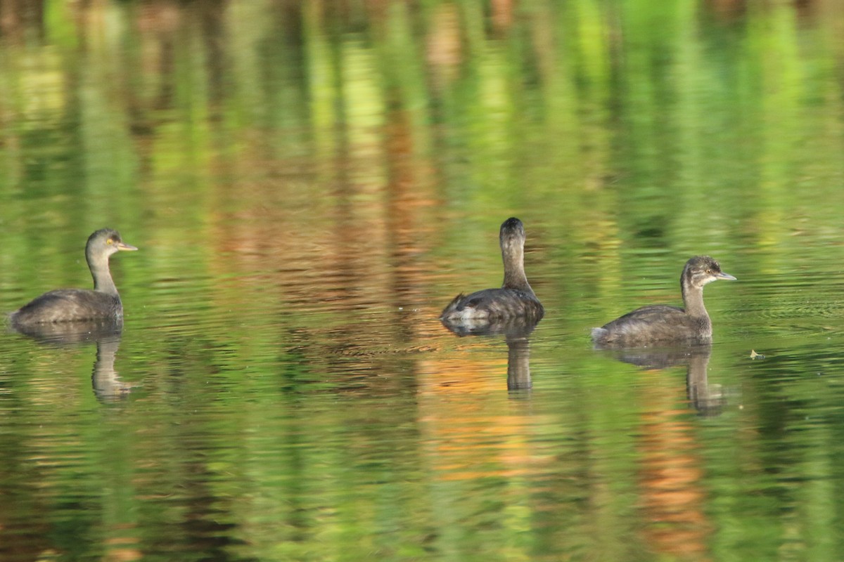 Least Grebe - ML109847721