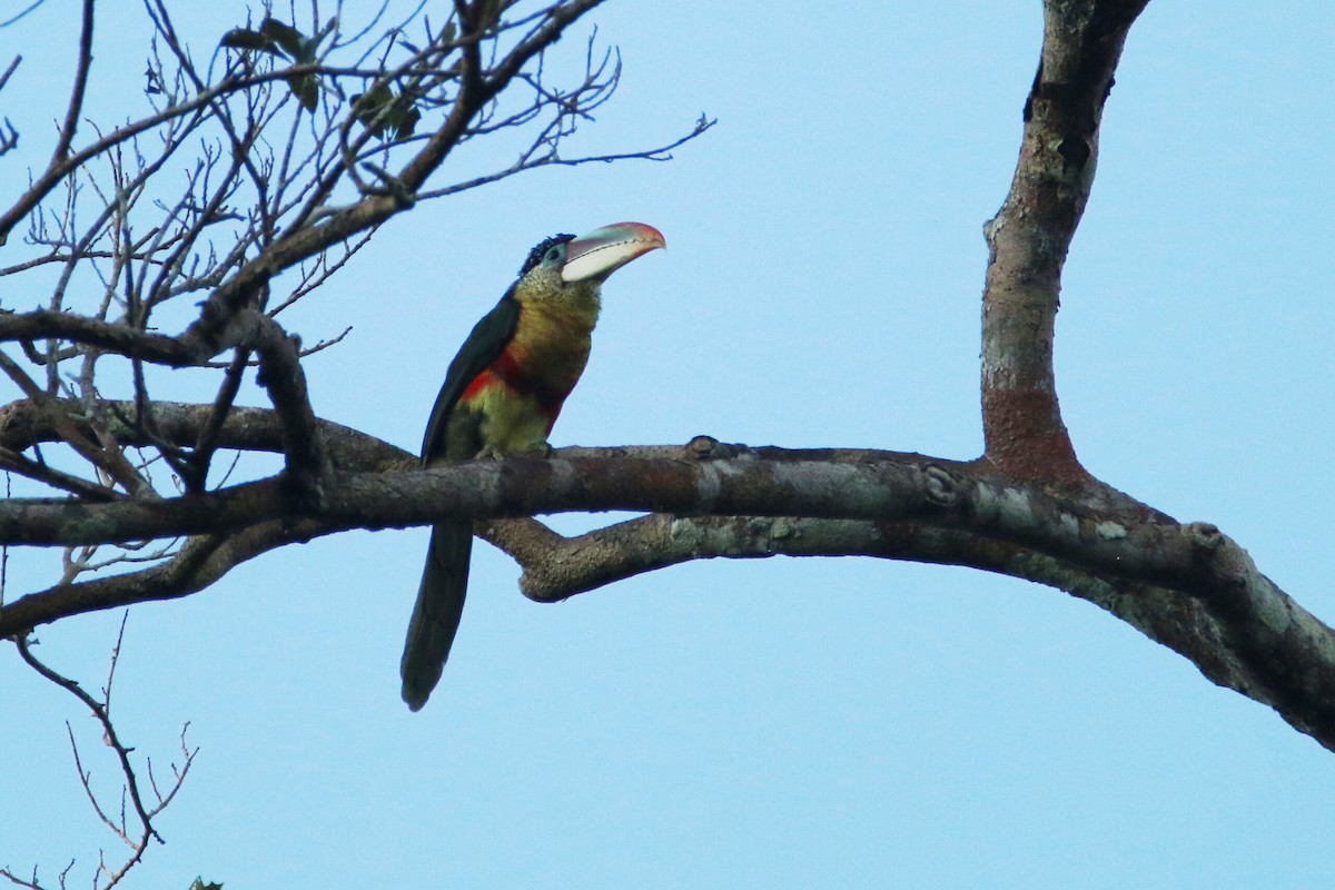 Curl-crested Aracari - ML109848401