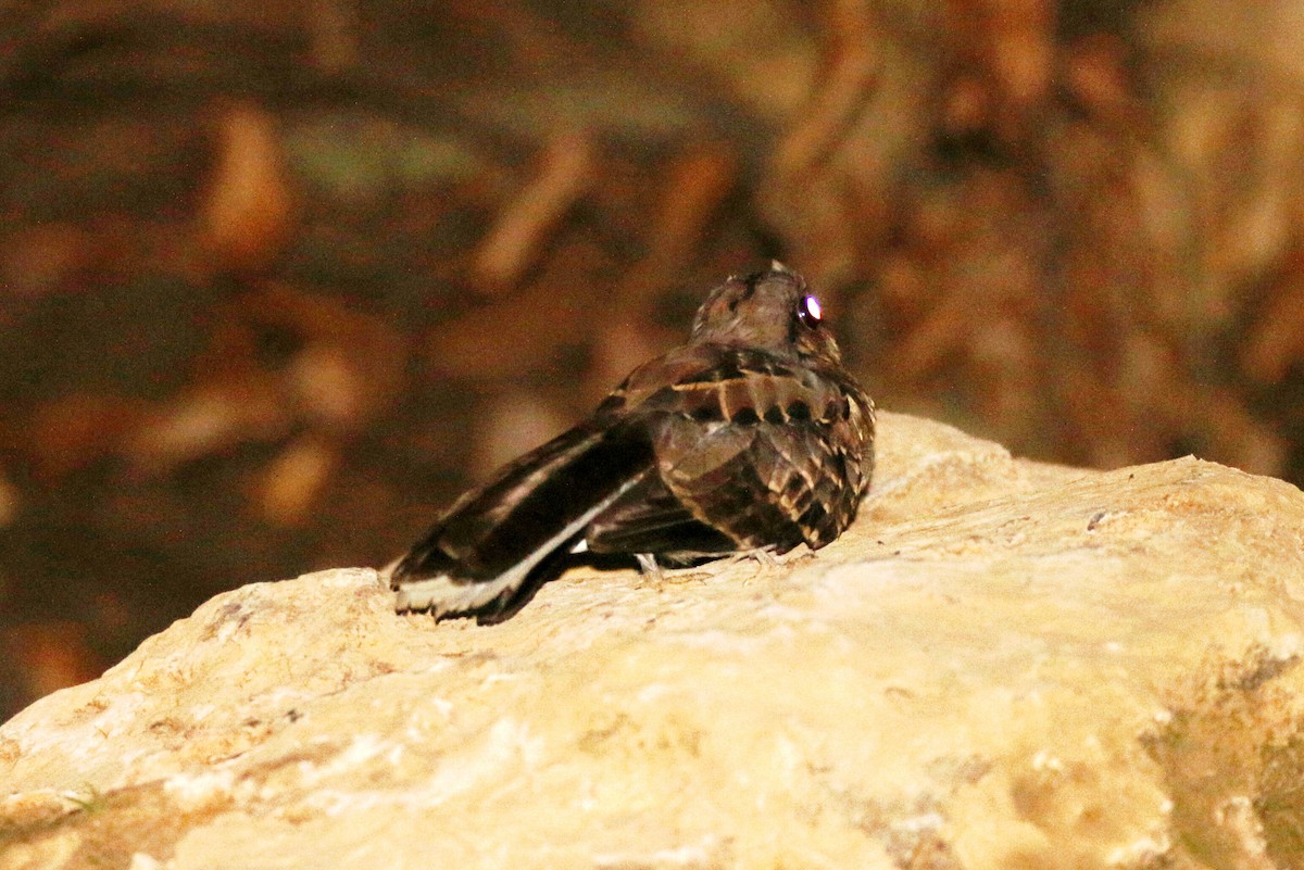 Ladder-tailed Nightjar - ML109848561