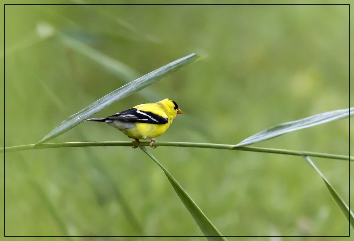 American Goldfinch - ML109849351