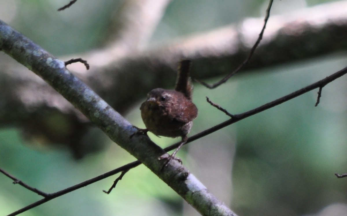 Bewick's Wren - ML109849951