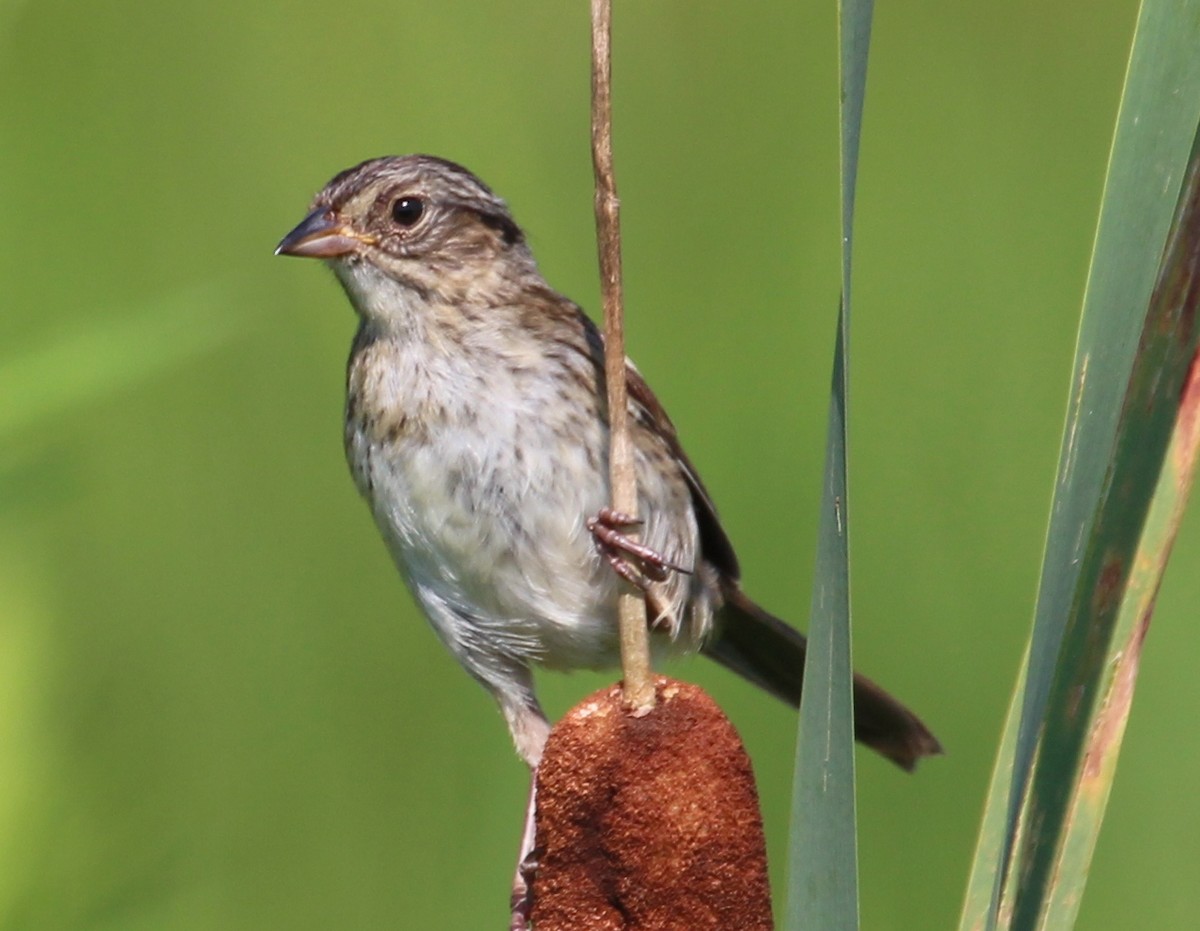 Swamp Sparrow - ML109850281