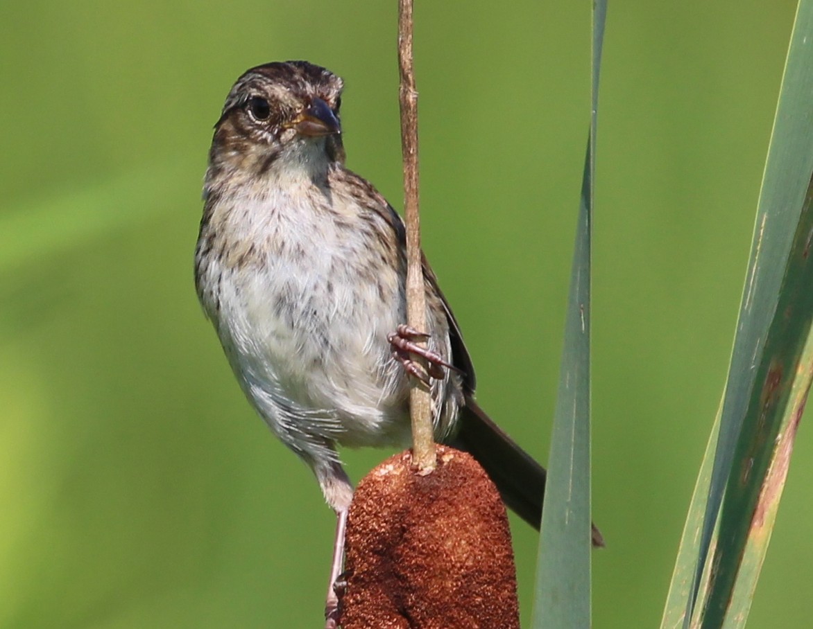 Swamp Sparrow - ML109850381