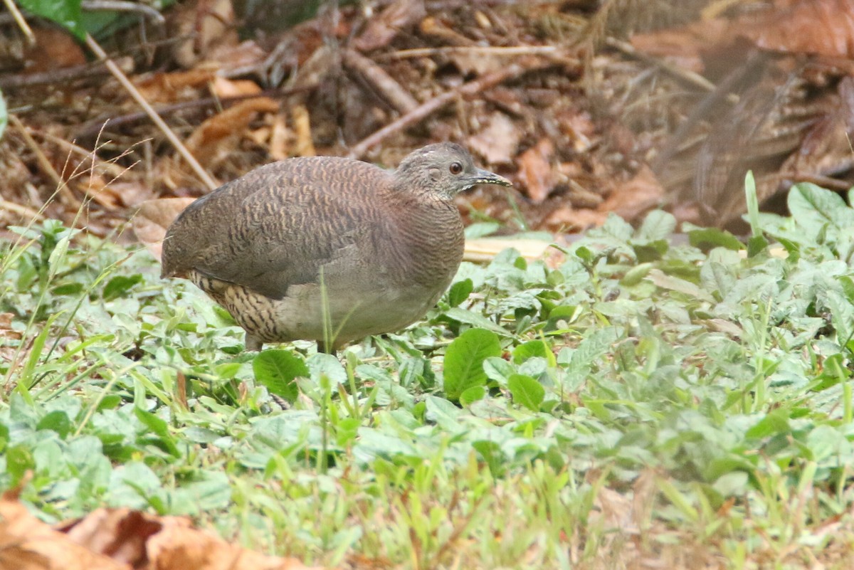 Undulated Tinamou - Ken Oeser