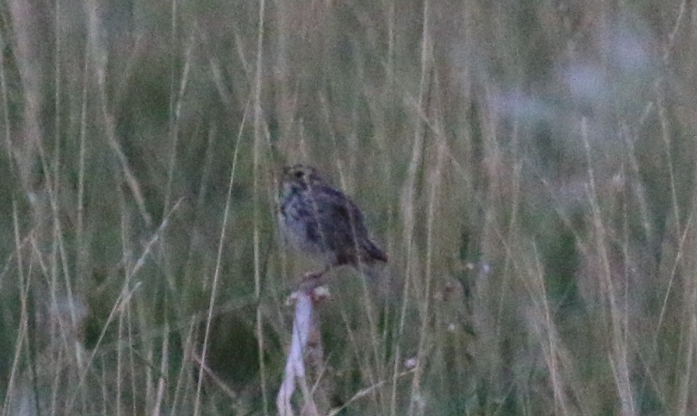 Savannah Sparrow (Savannah) - ML109851501