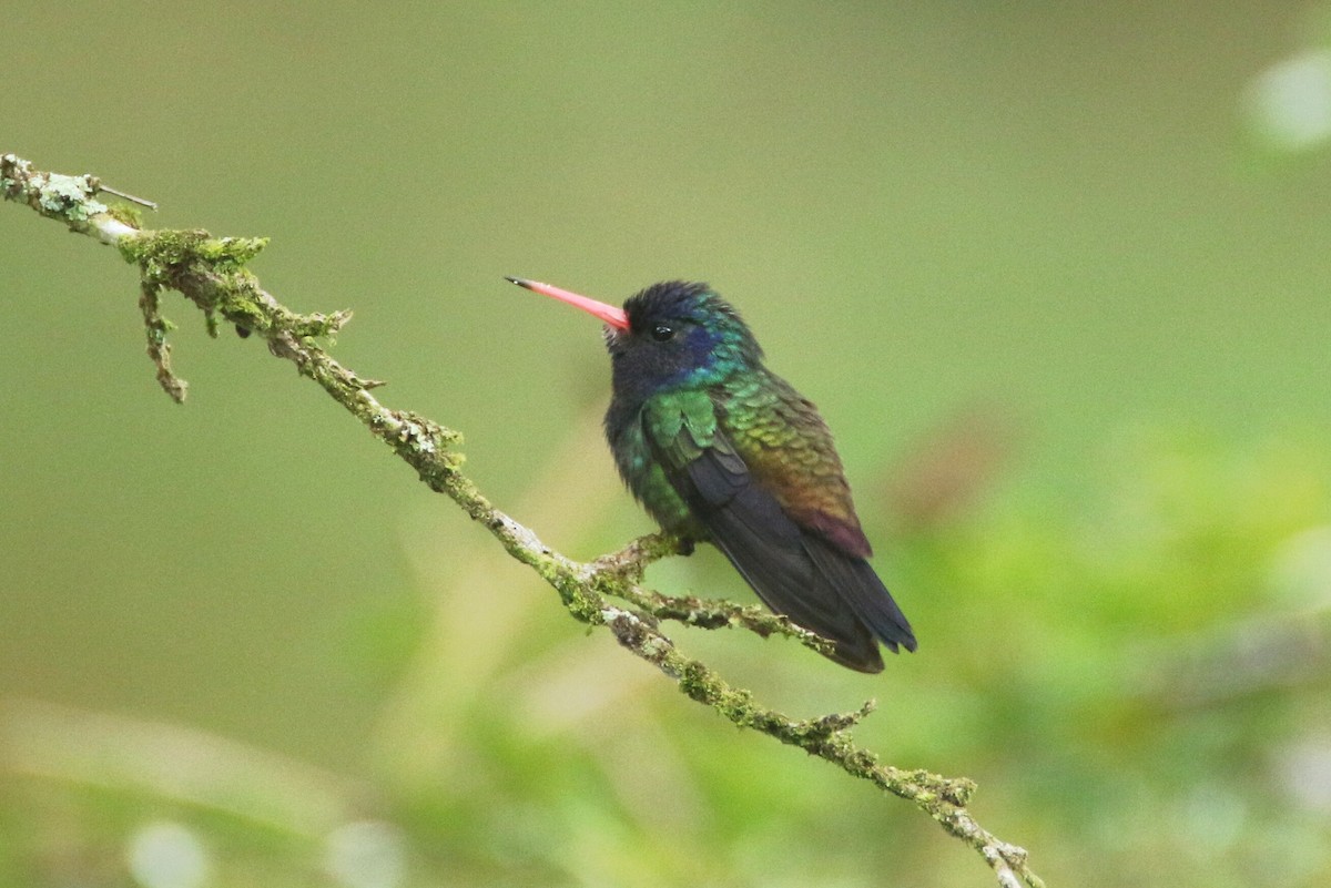 White-chinned Sapphire - ML109851521