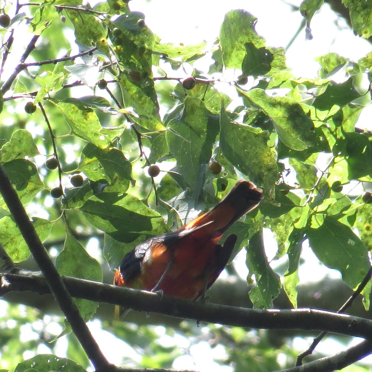 Scarlet Tanager - ML109851881