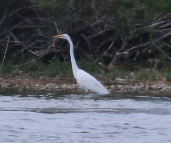 Great Egret - Anonymous