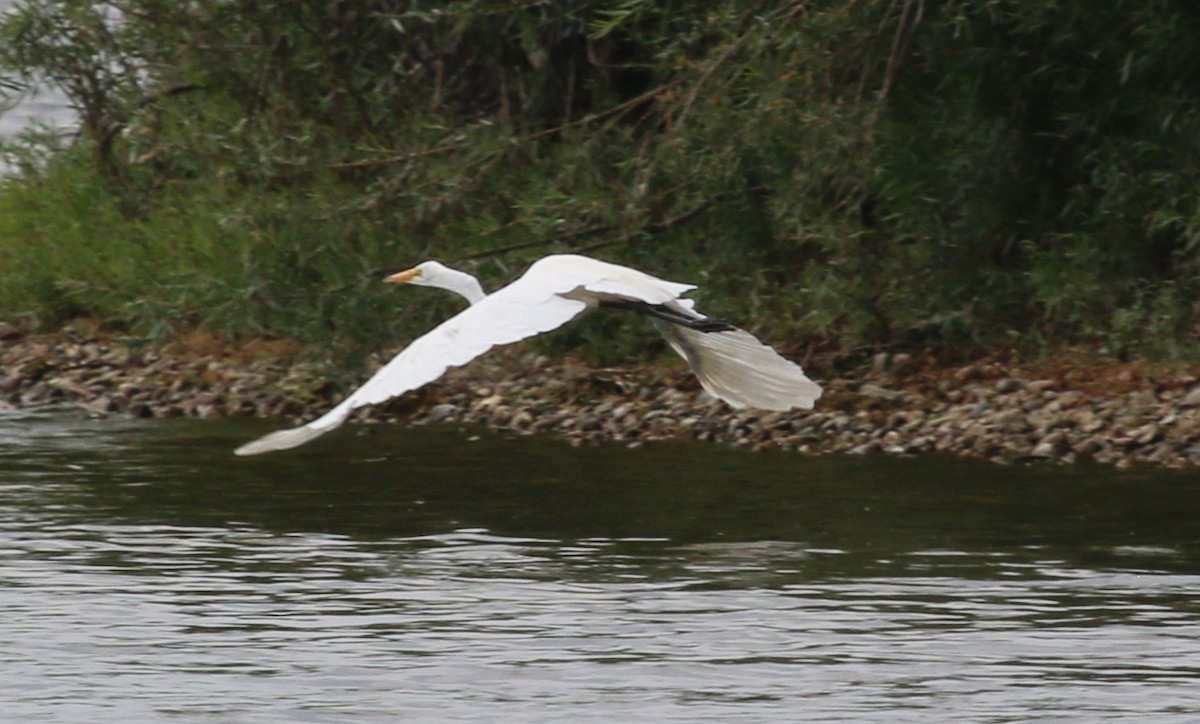 Great Egret - ML109852001