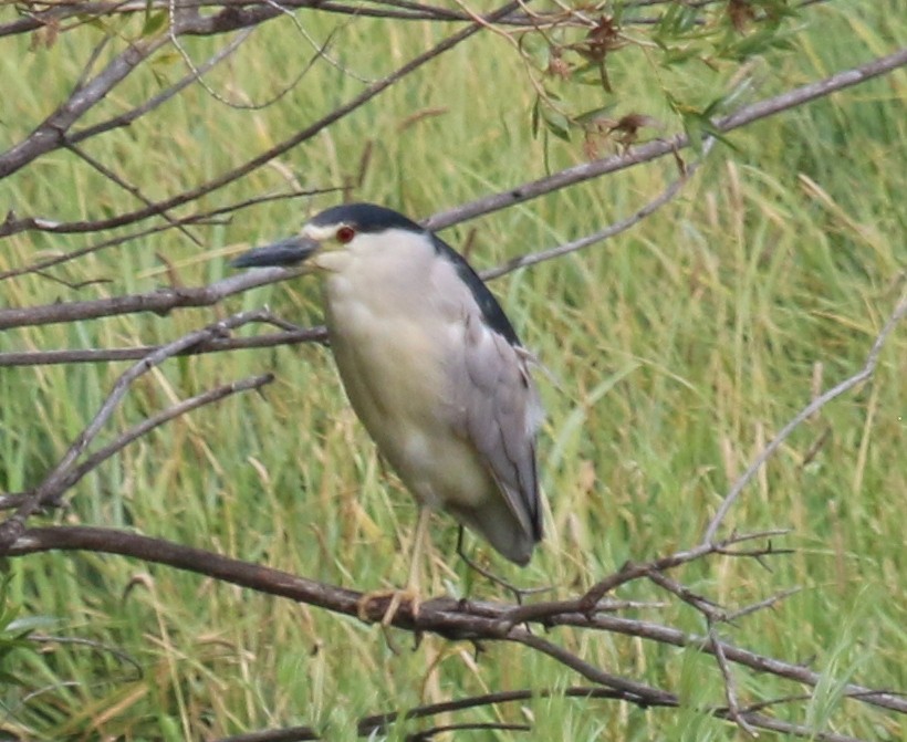 Black-crowned Night Heron - ML109852021