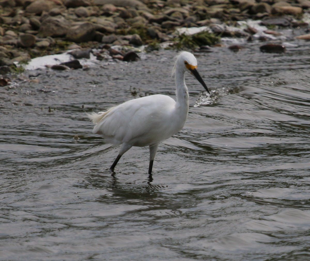 Snowy Egret - ML109852031