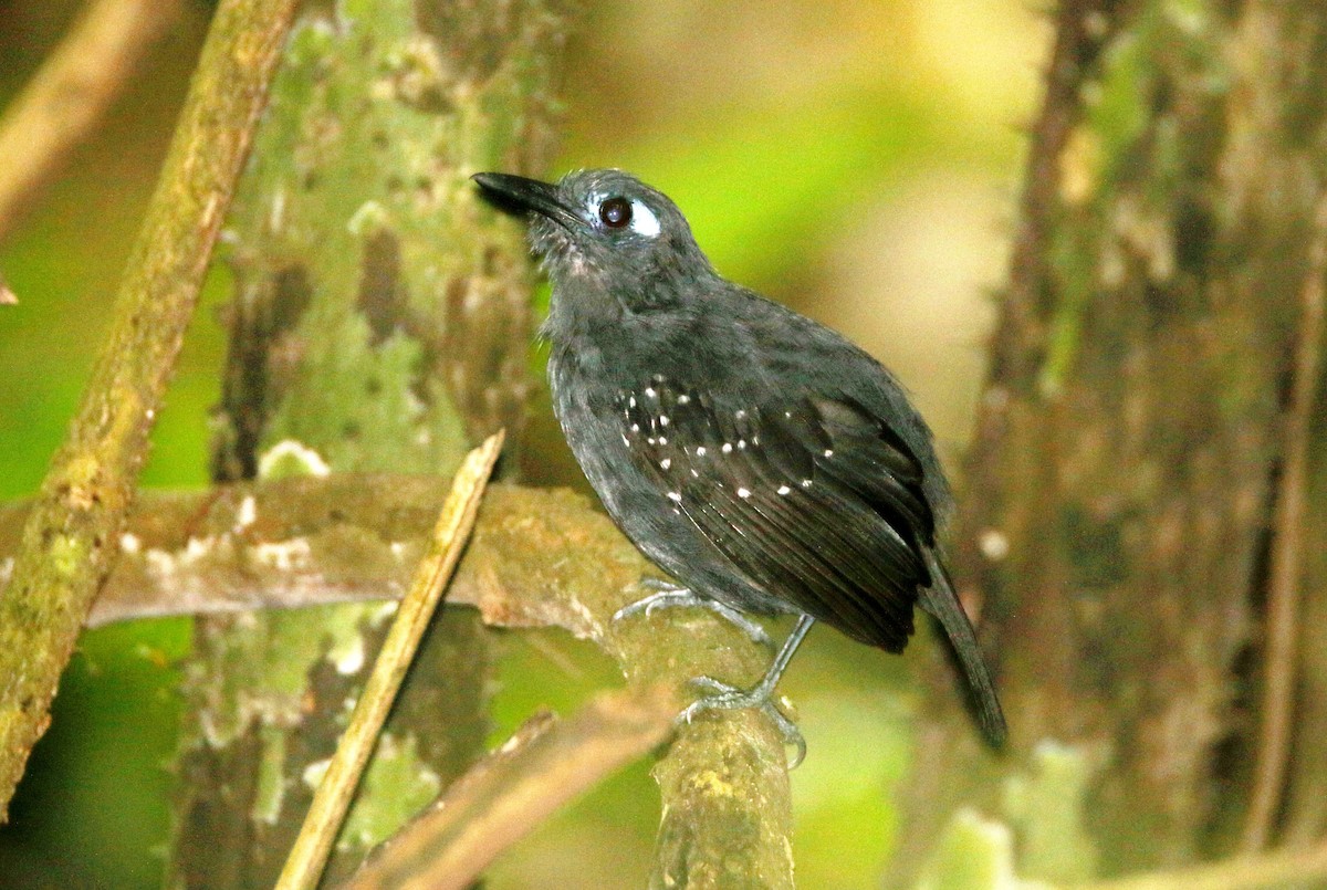 Plumbeous Antbird - Ken Oeser