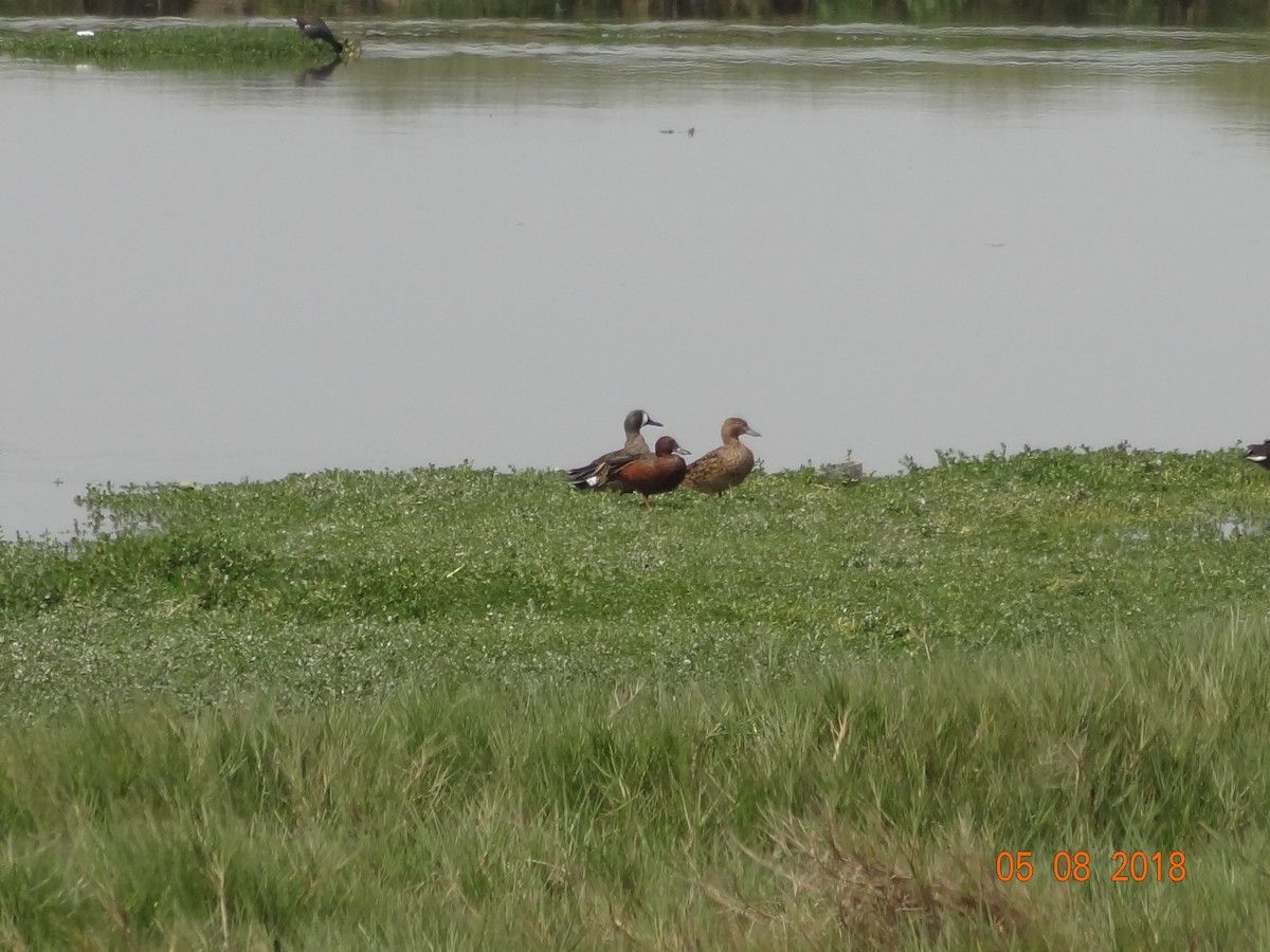 Blue-winged Teal - ML109854201