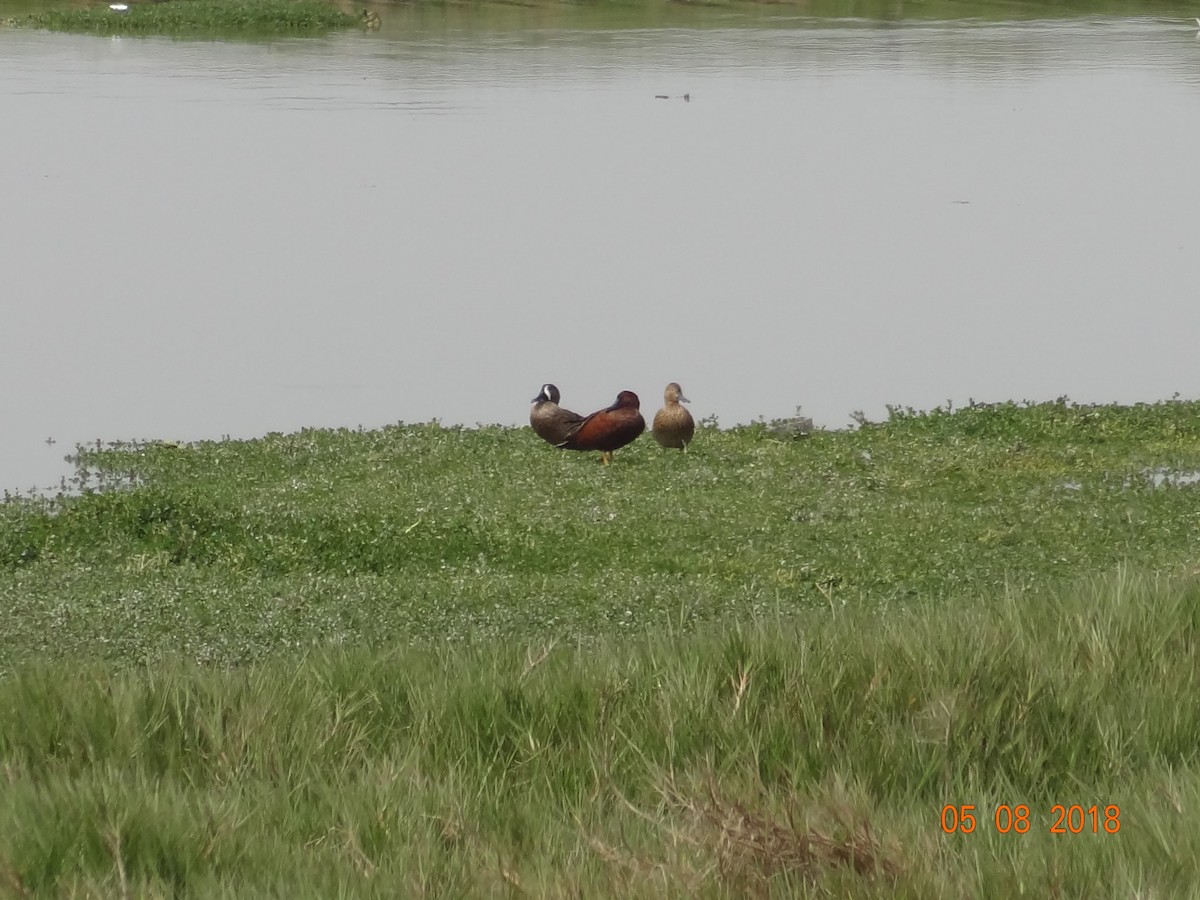 Blue-winged Teal - ML109854211