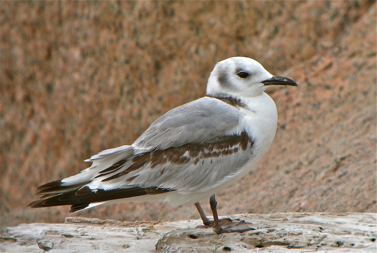 Black-legged Kittiwake - ML109854251