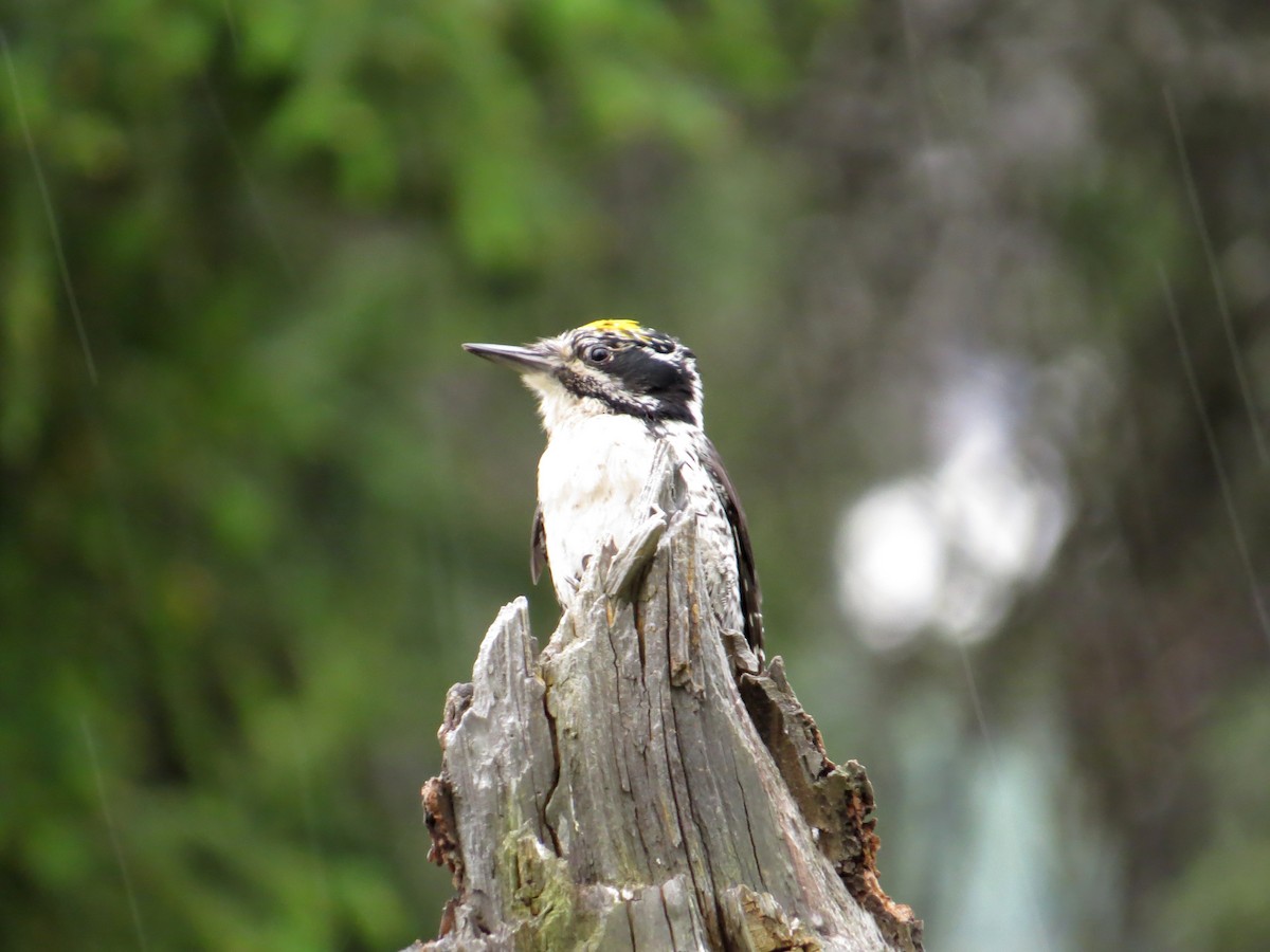 American Three-toed Woodpecker - Ann Truesdale