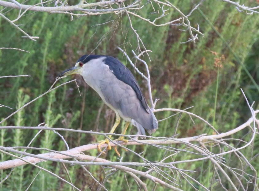 Black-crowned Night Heron - ML109858031