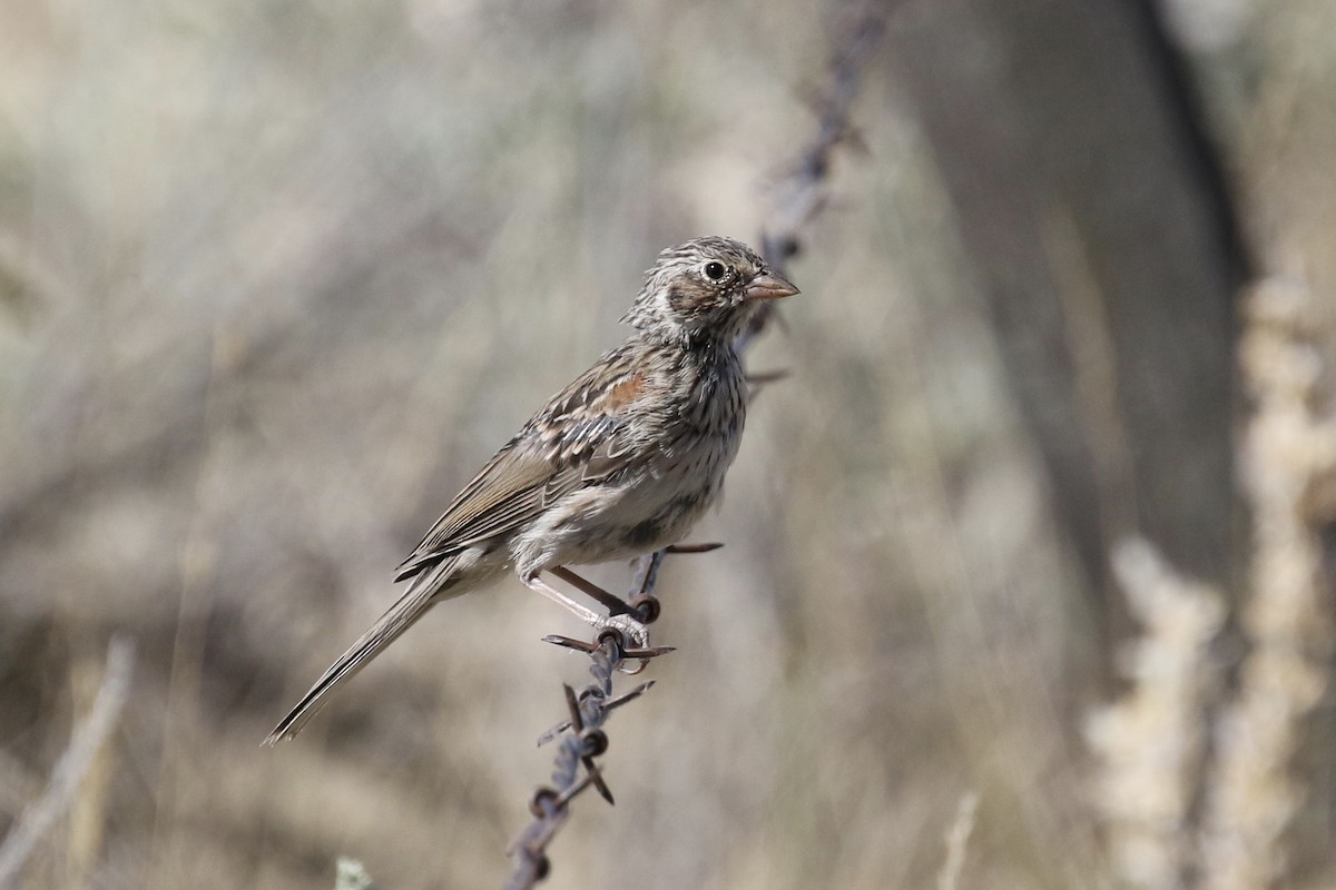 Vesper Sparrow - ML109858401