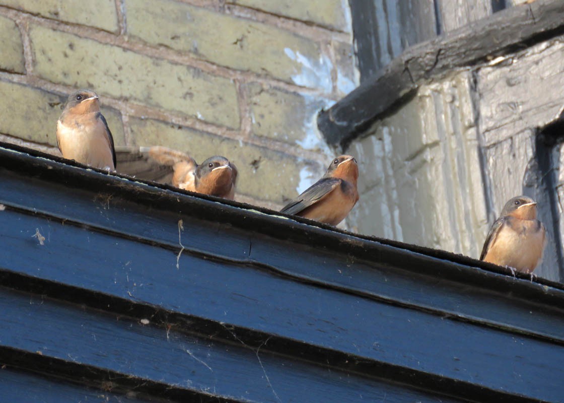 Barn Swallow - ML109859361