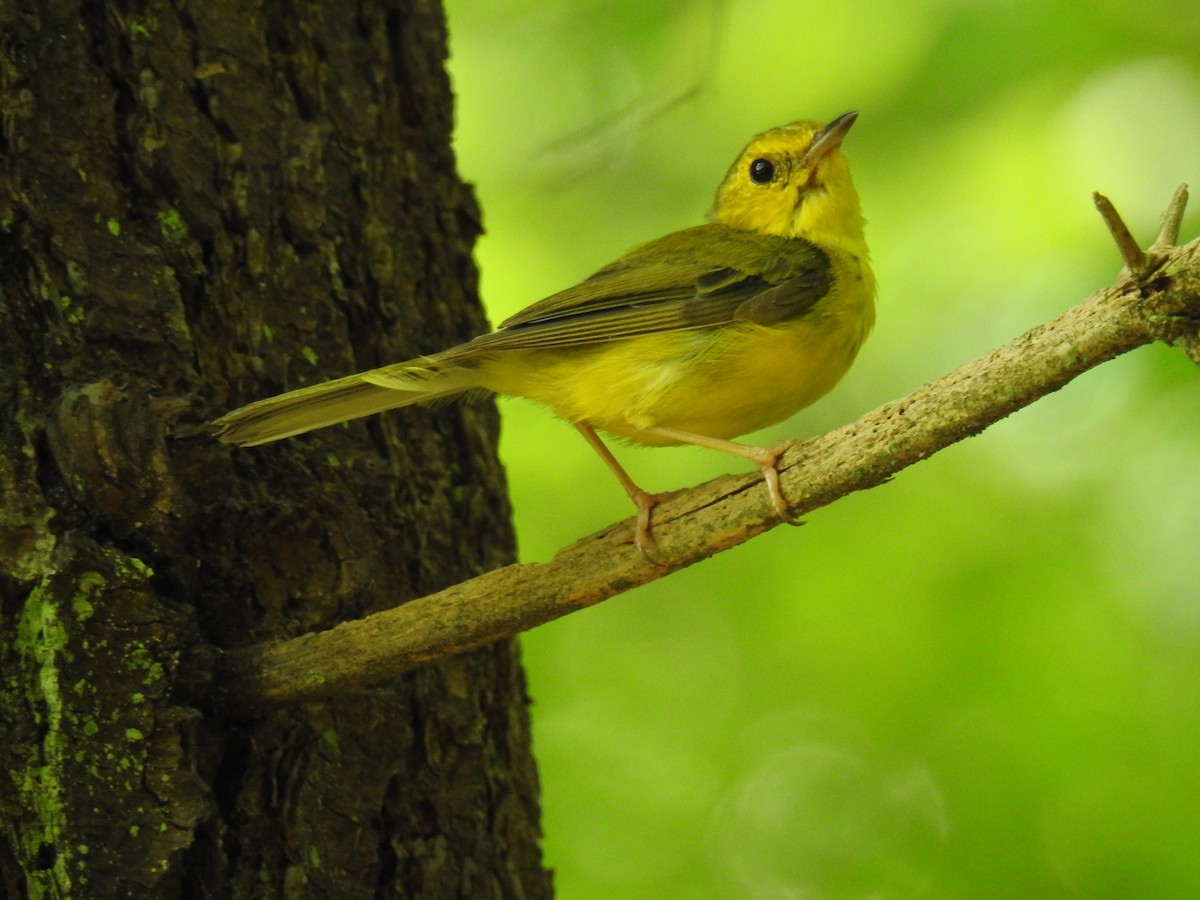 Hooded Warbler - ML109859731