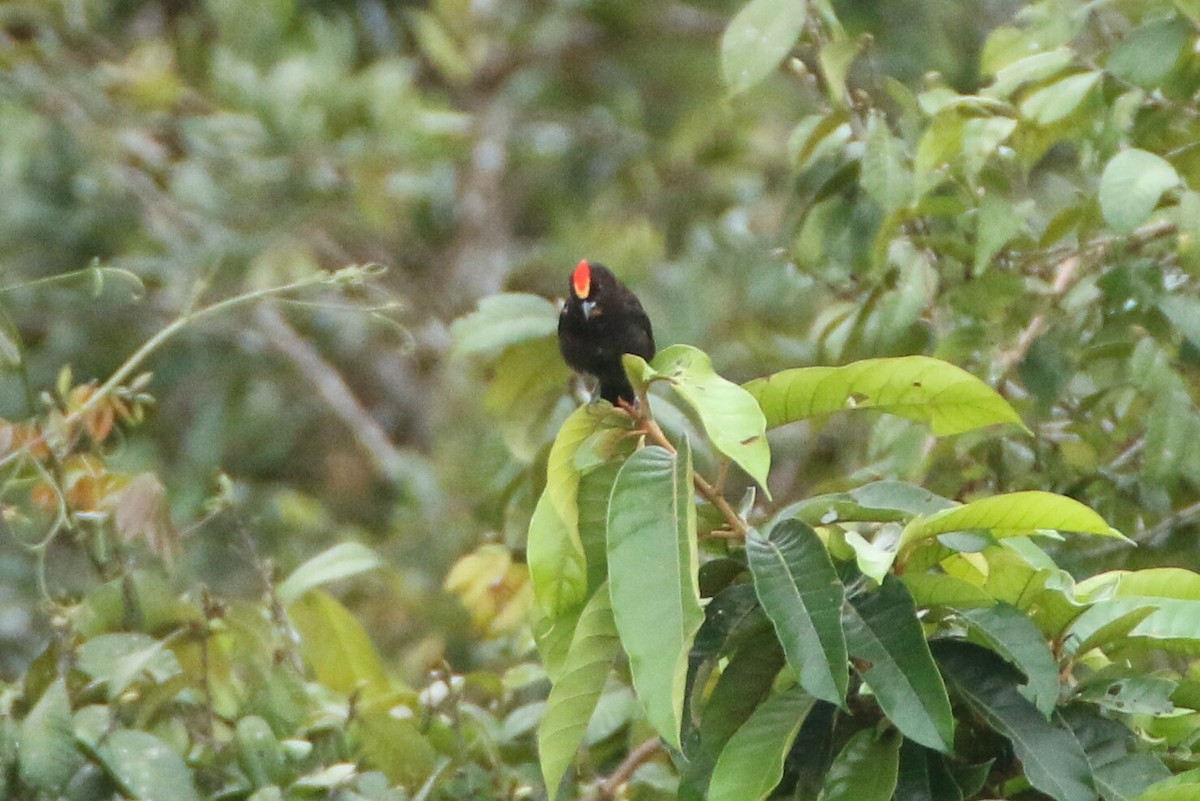 Flame-crested Tanager - ML109860061