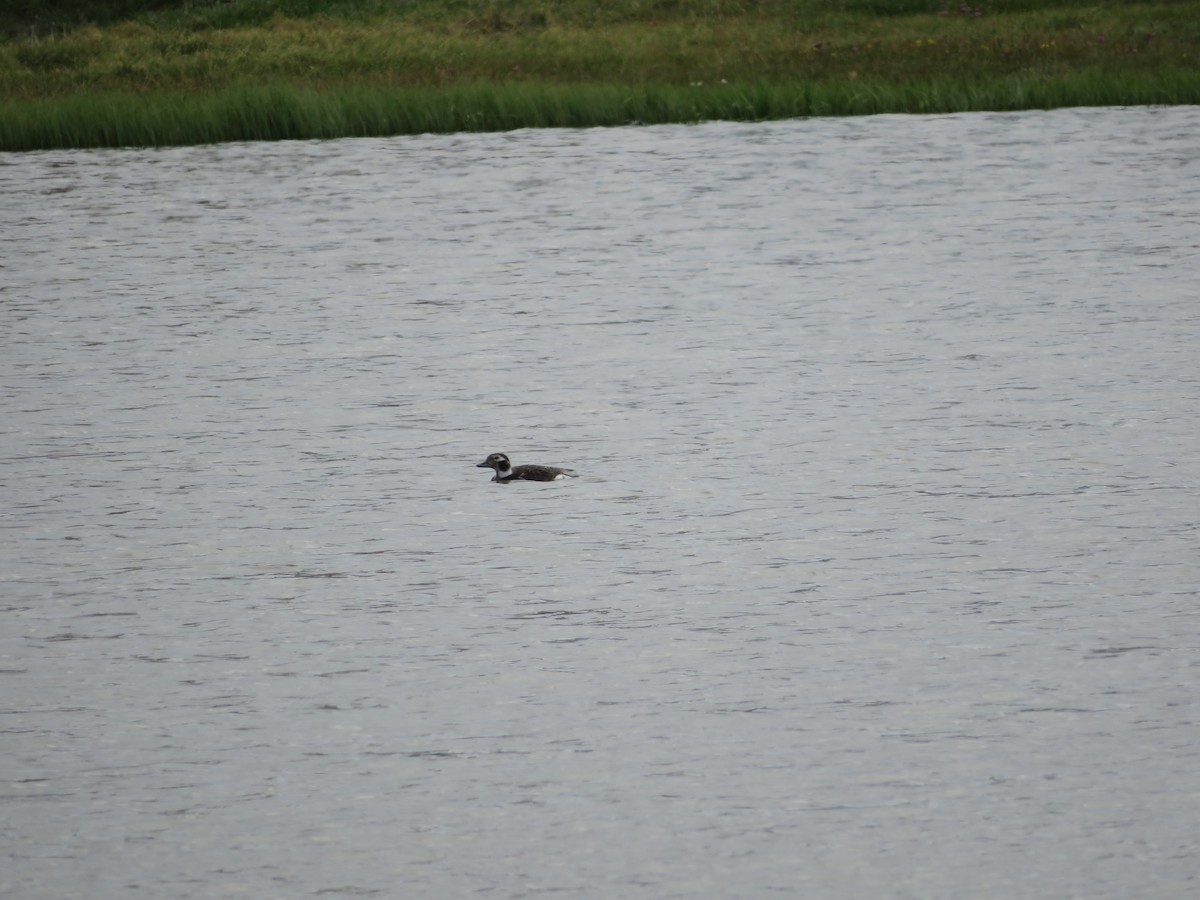 Long-tailed Duck - ML109860591