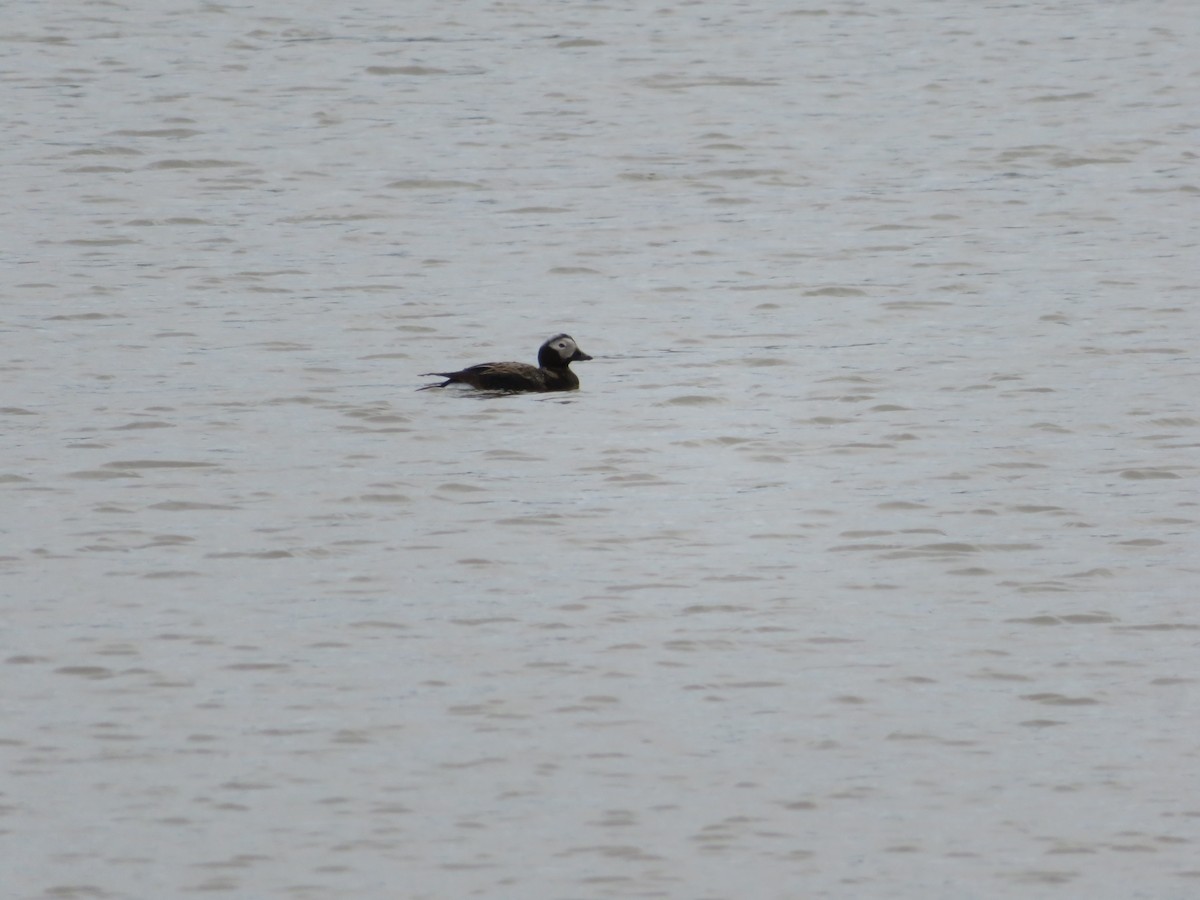 Long-tailed Duck - ML109860601