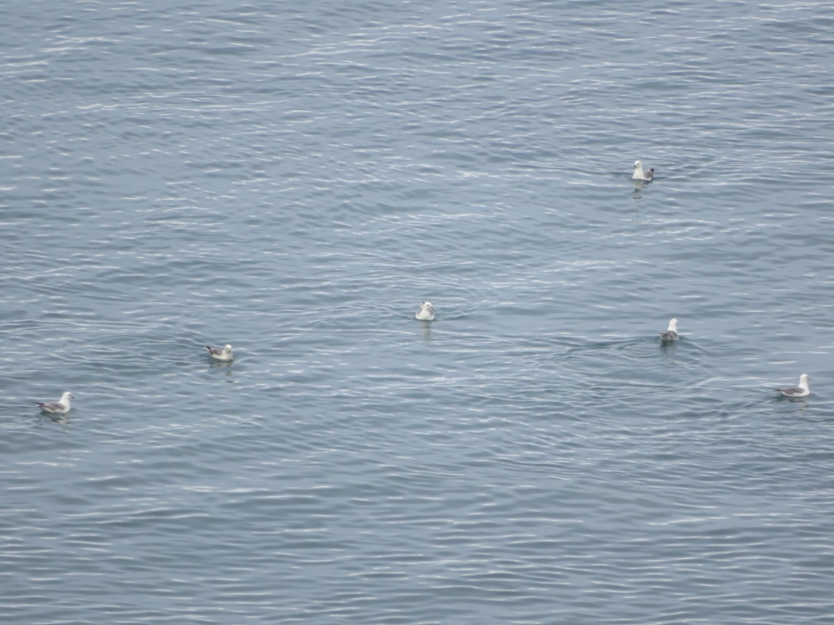 Northern Fulmar - ML109861161