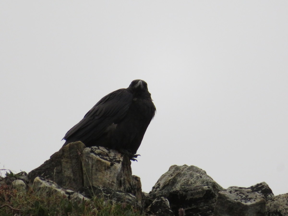 Common Raven - ML109861311