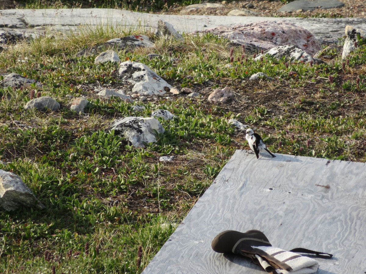 Snow Bunting - ML109861441