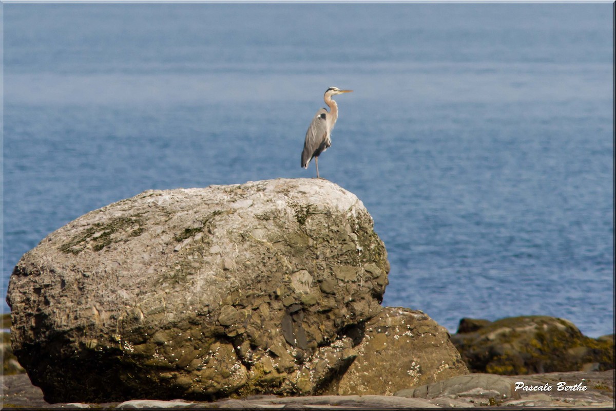 Great Blue Heron - Pascale Berthe