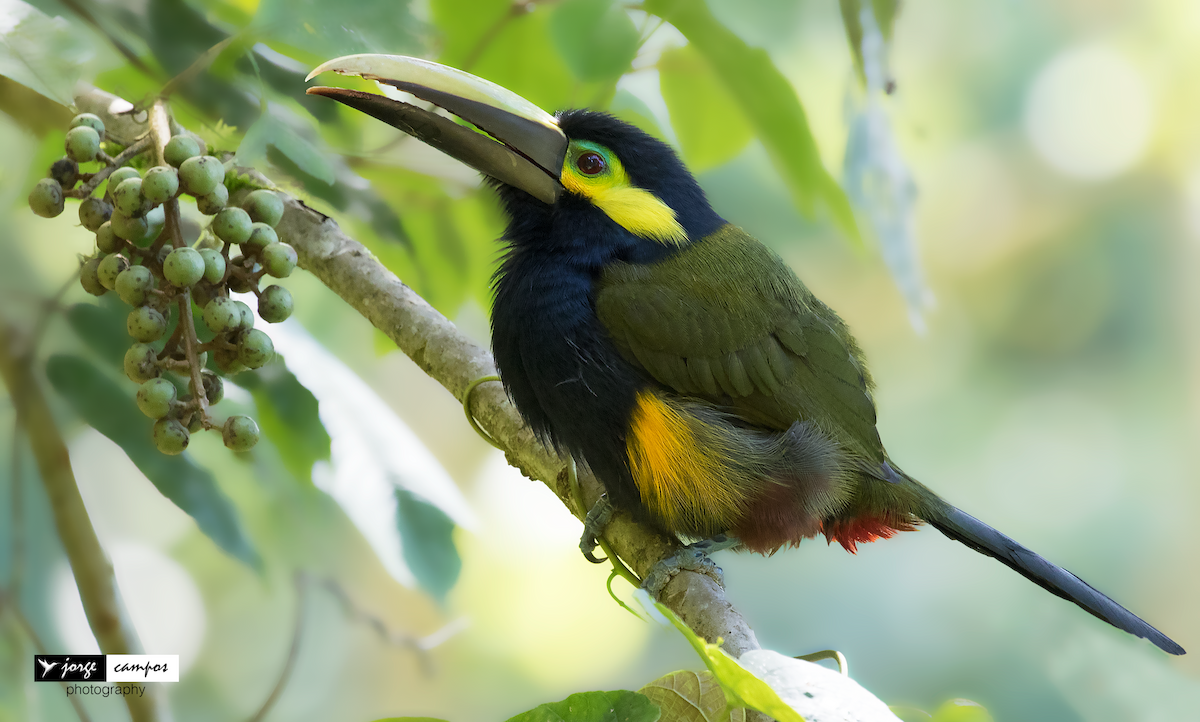 Yellow-eared Toucanet - Jorge Gabriel Campos