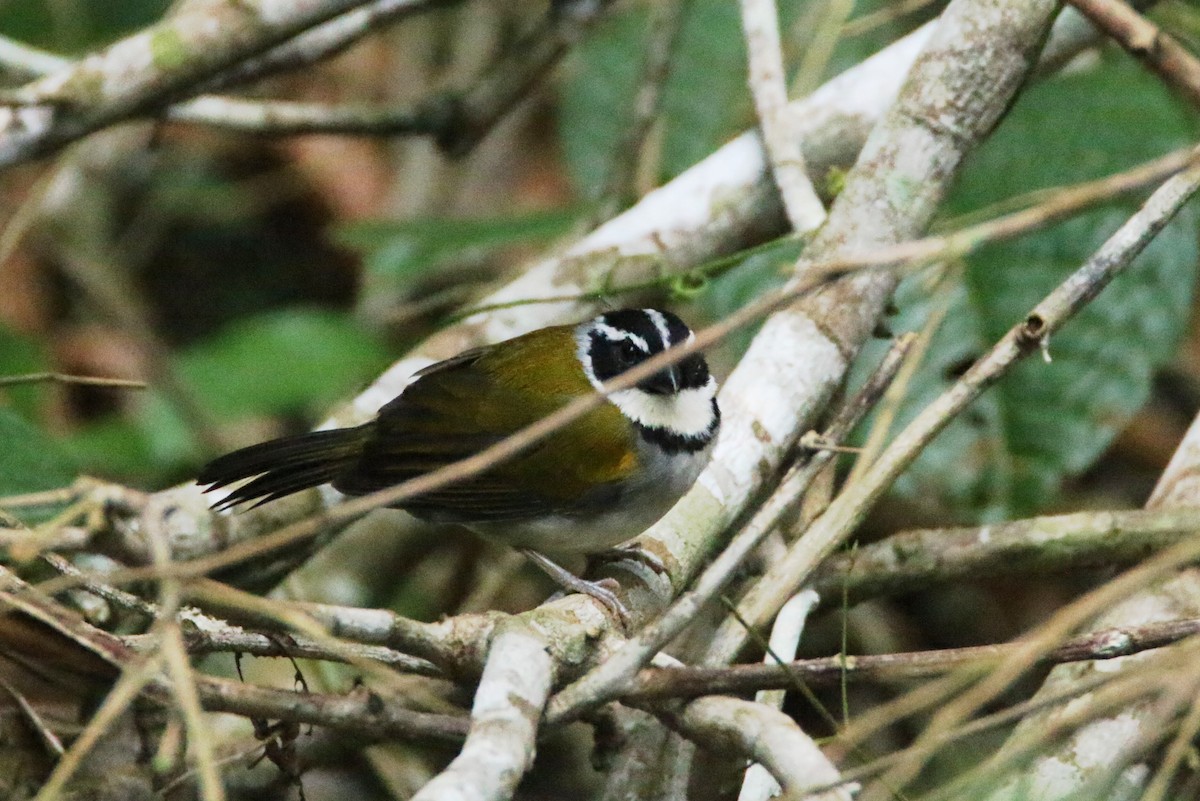 Pectoral Sparrow - ML109863211