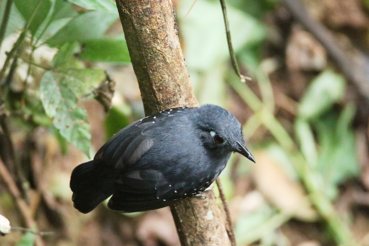 Plumbeous Antbird - ML109863341