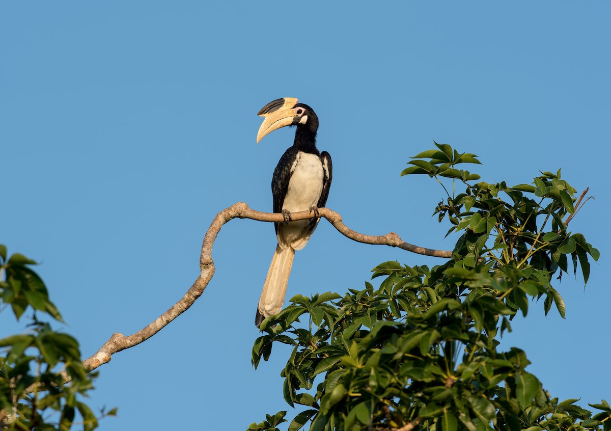 Malabar Pied-Hornbill - ML109863951