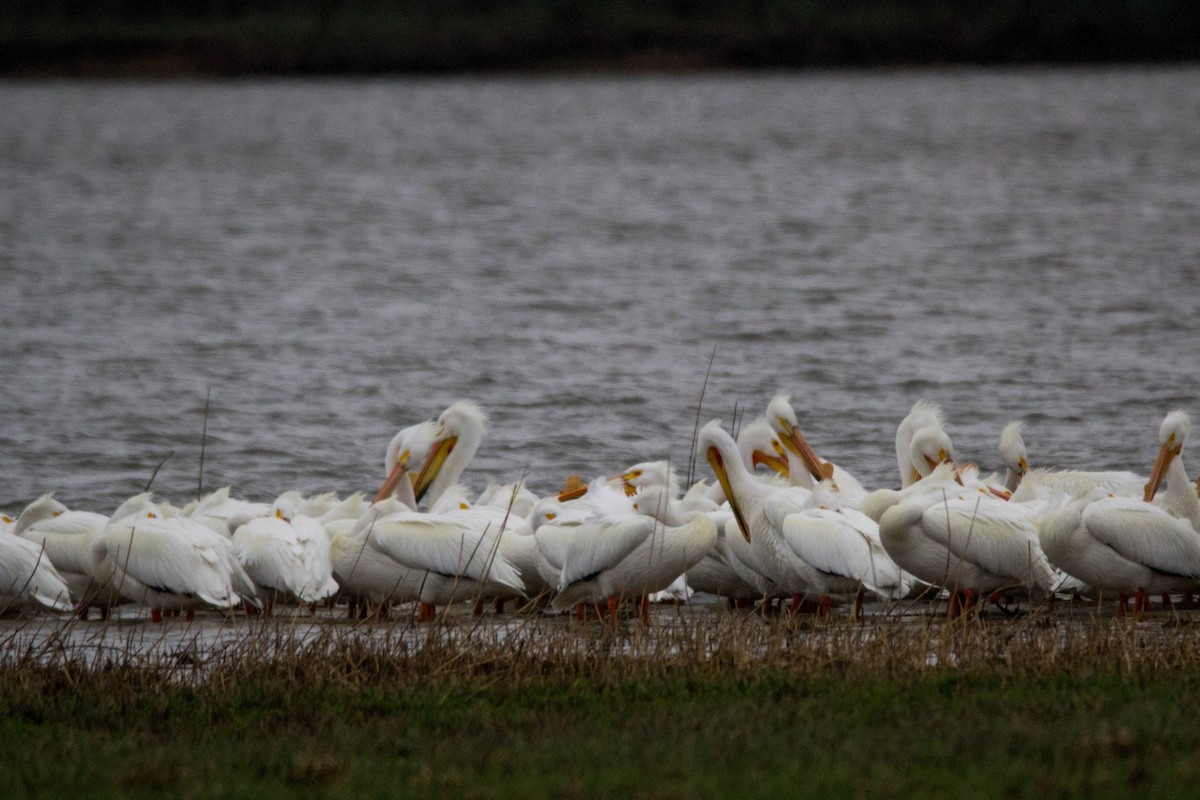 American White Pelican - ML109864121