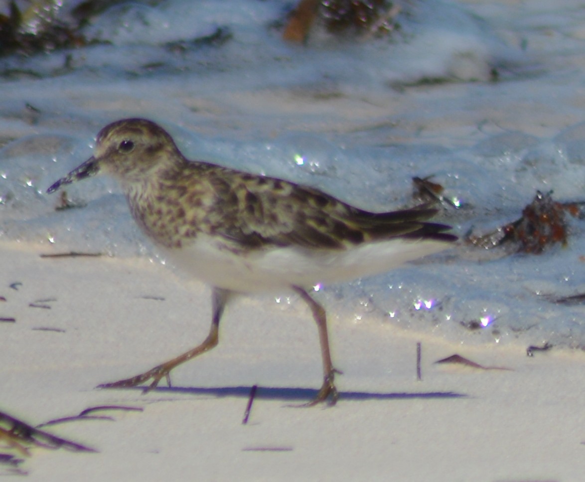 Least Sandpiper - ML109866511