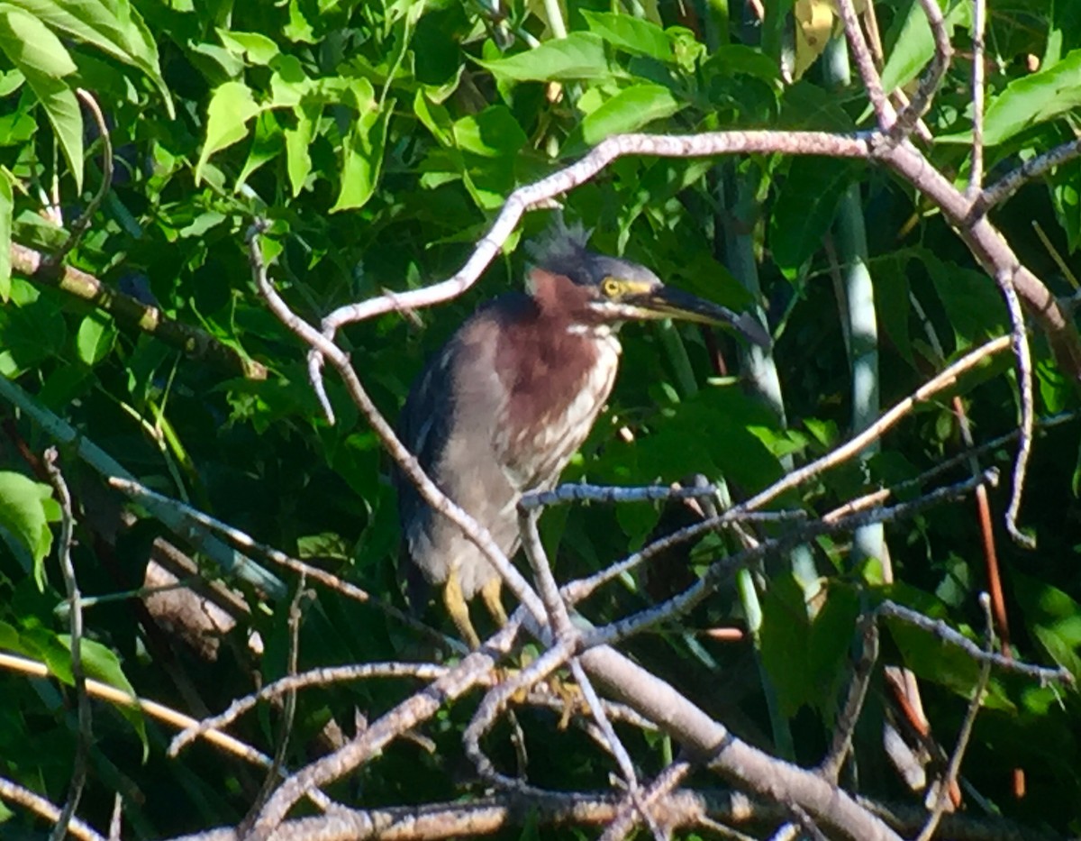 Green Heron - ML109869101