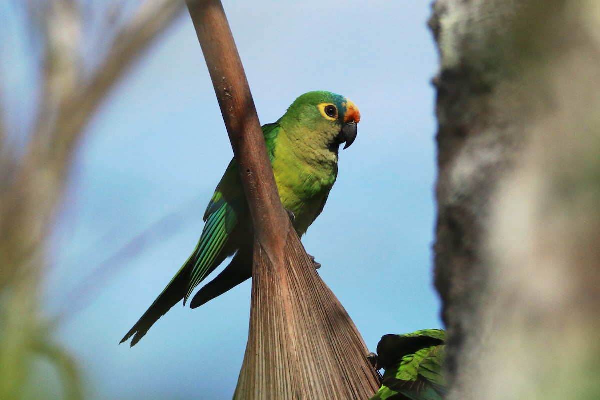 Peach-fronted Parakeet - Ken Oeser