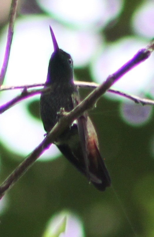 kolibřík mexický - ML109870341