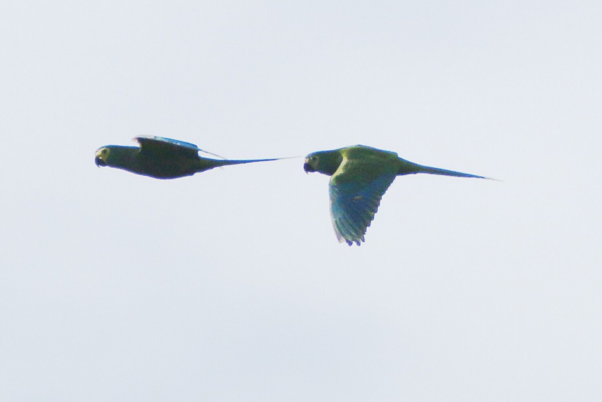 Red-bellied Macaw - ML109871281