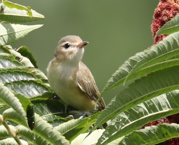 Eastern Warbling Vireo - Wendy Howes
