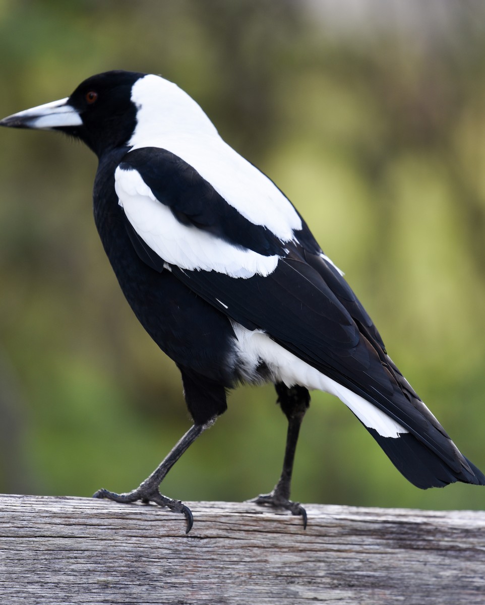 Australian Magpie (White-backed) - Bruce Wedderburn