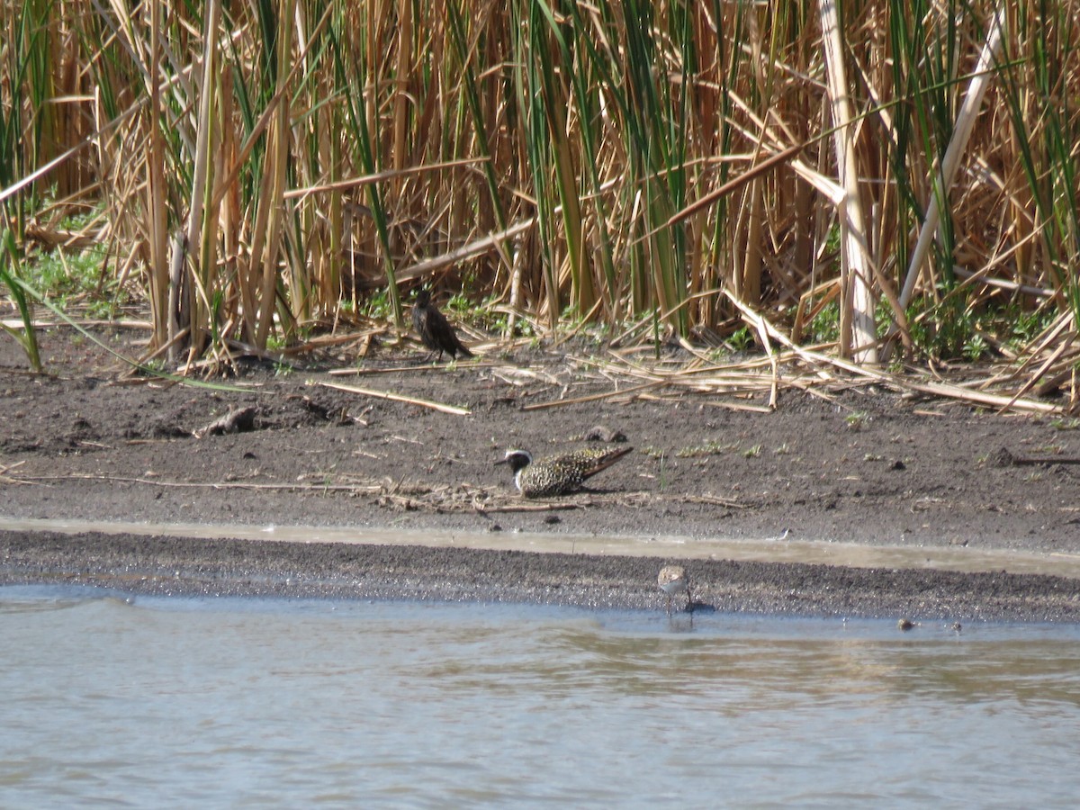 Urre-txirri amerikarra - ML109875181