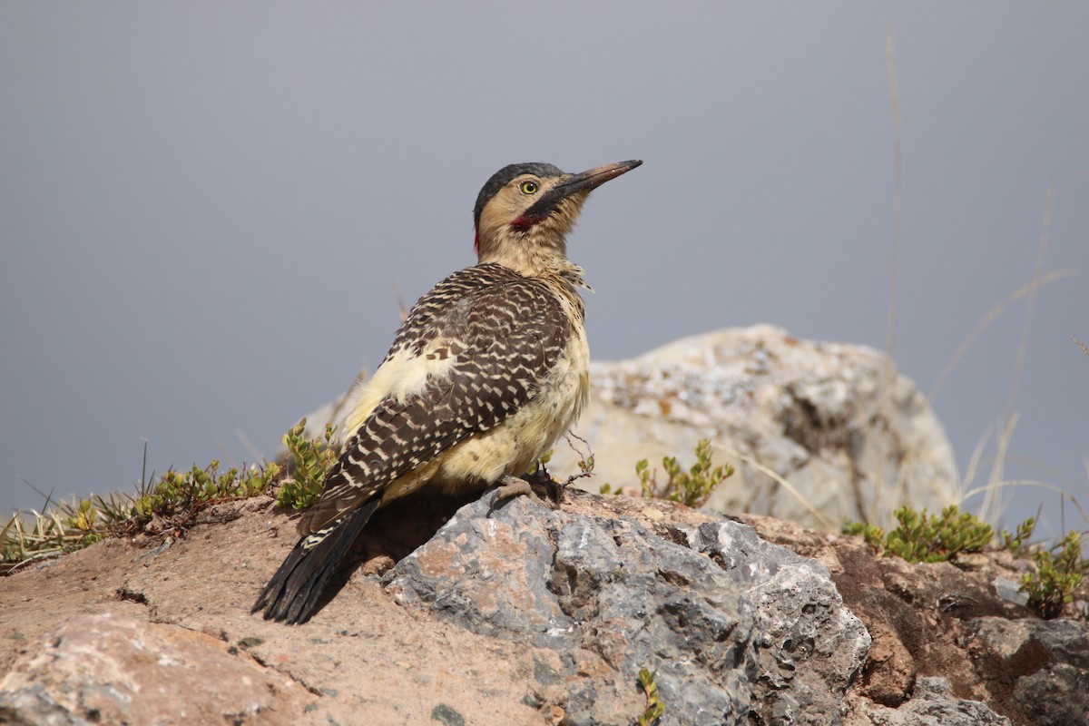 Andean Flicker - Ken Oeser