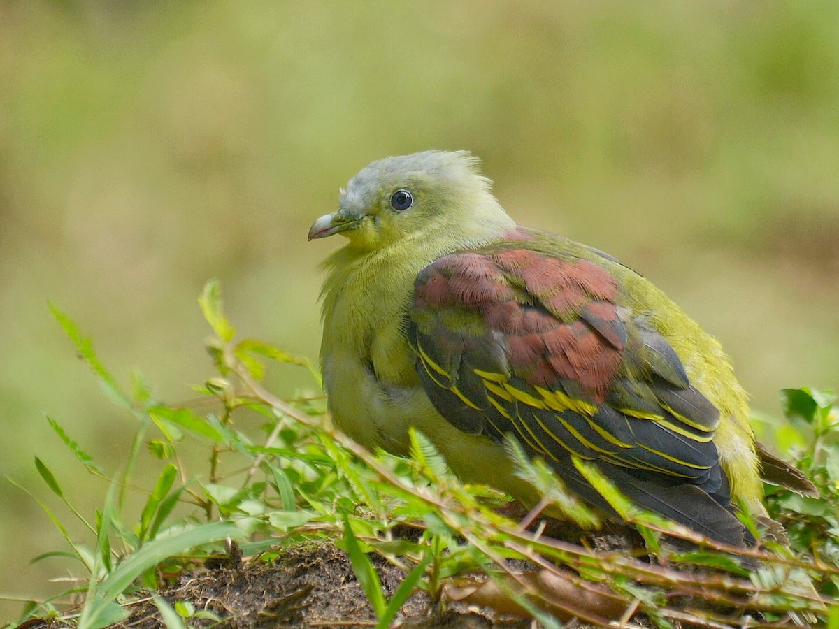 Gray-fronted Green-Pigeon - Renuka Vijayaraghavan