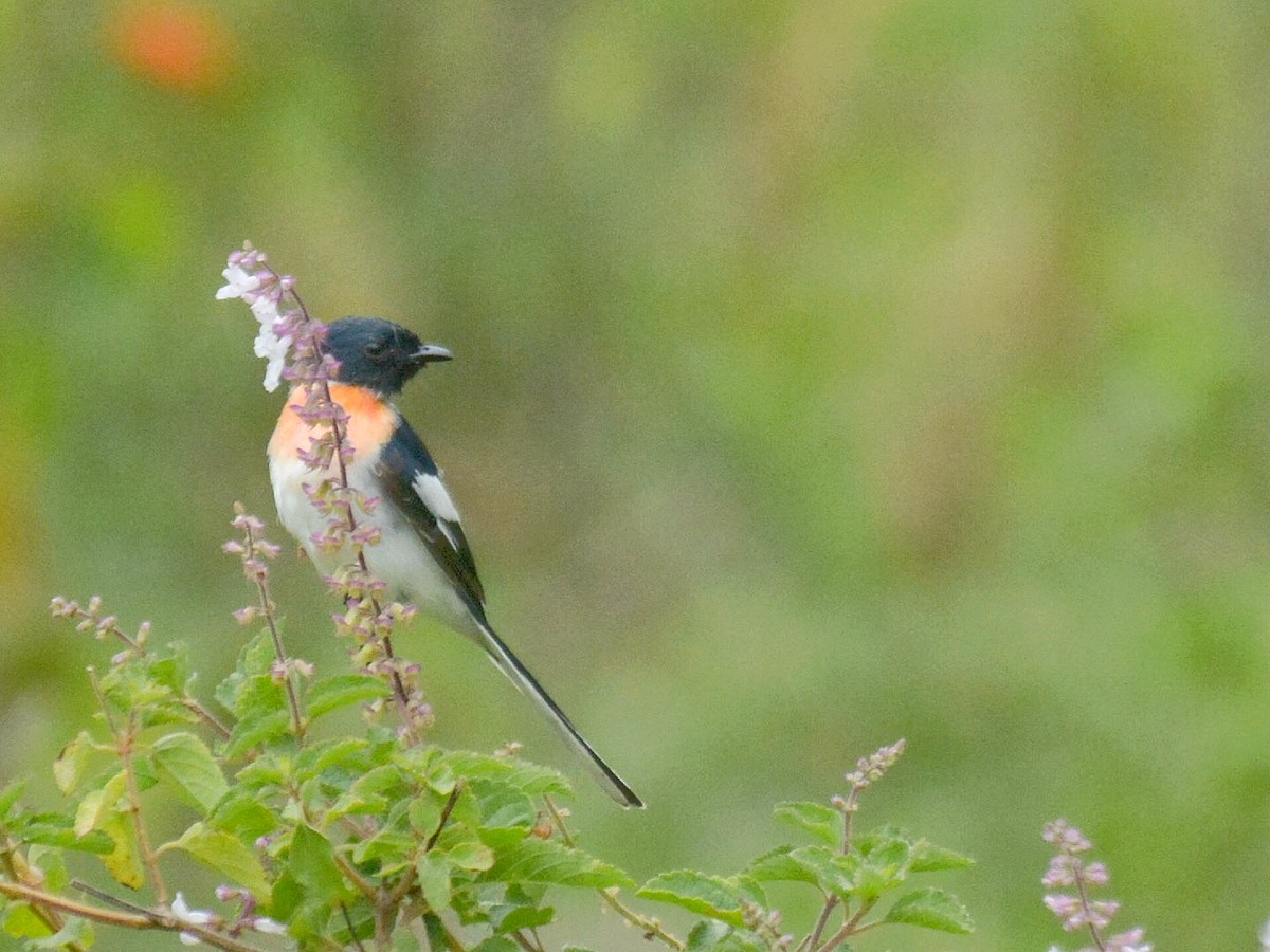 Weißbauch-Mennigvogel - ML109881171