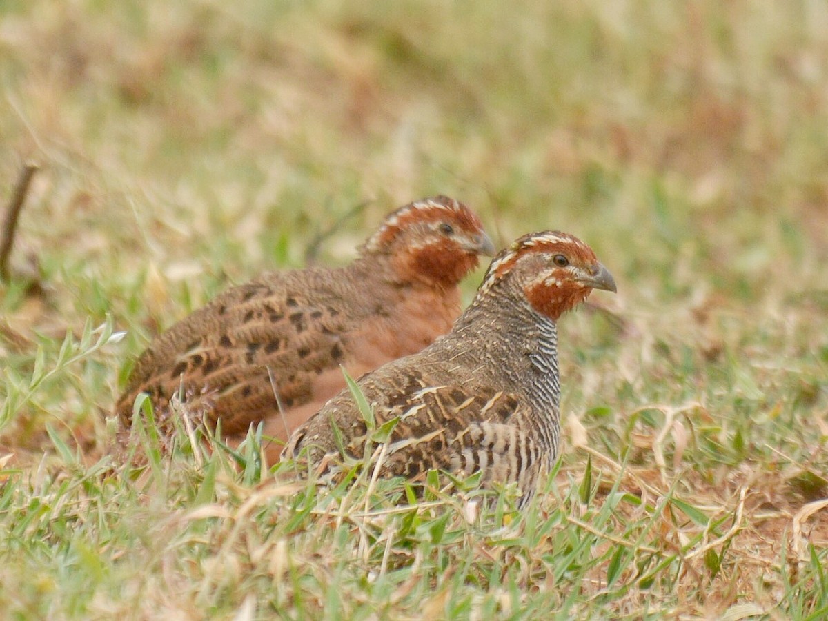 Jungle Bush-Quail - ML109881261