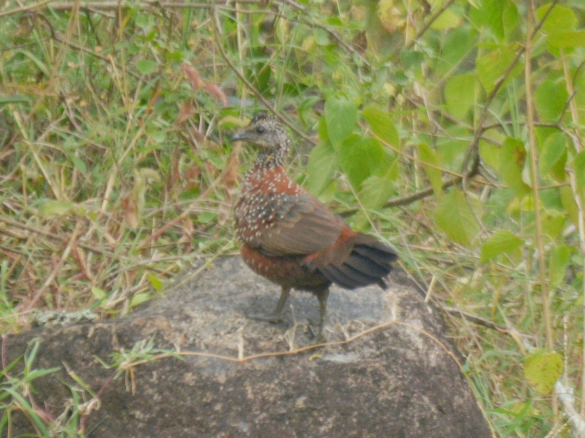 Painted Spurfowl - ML109881281